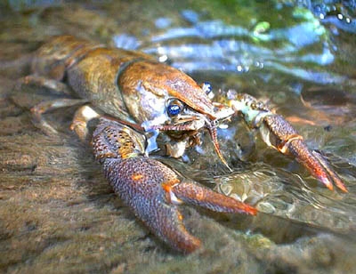 R-F Raczki Raczek Rak Relax oryginal USA kpl.5 szt Liczba sztuk 5 szt.