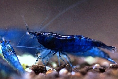 Krewetka Neocaridina Blue velvet GRANATOWA