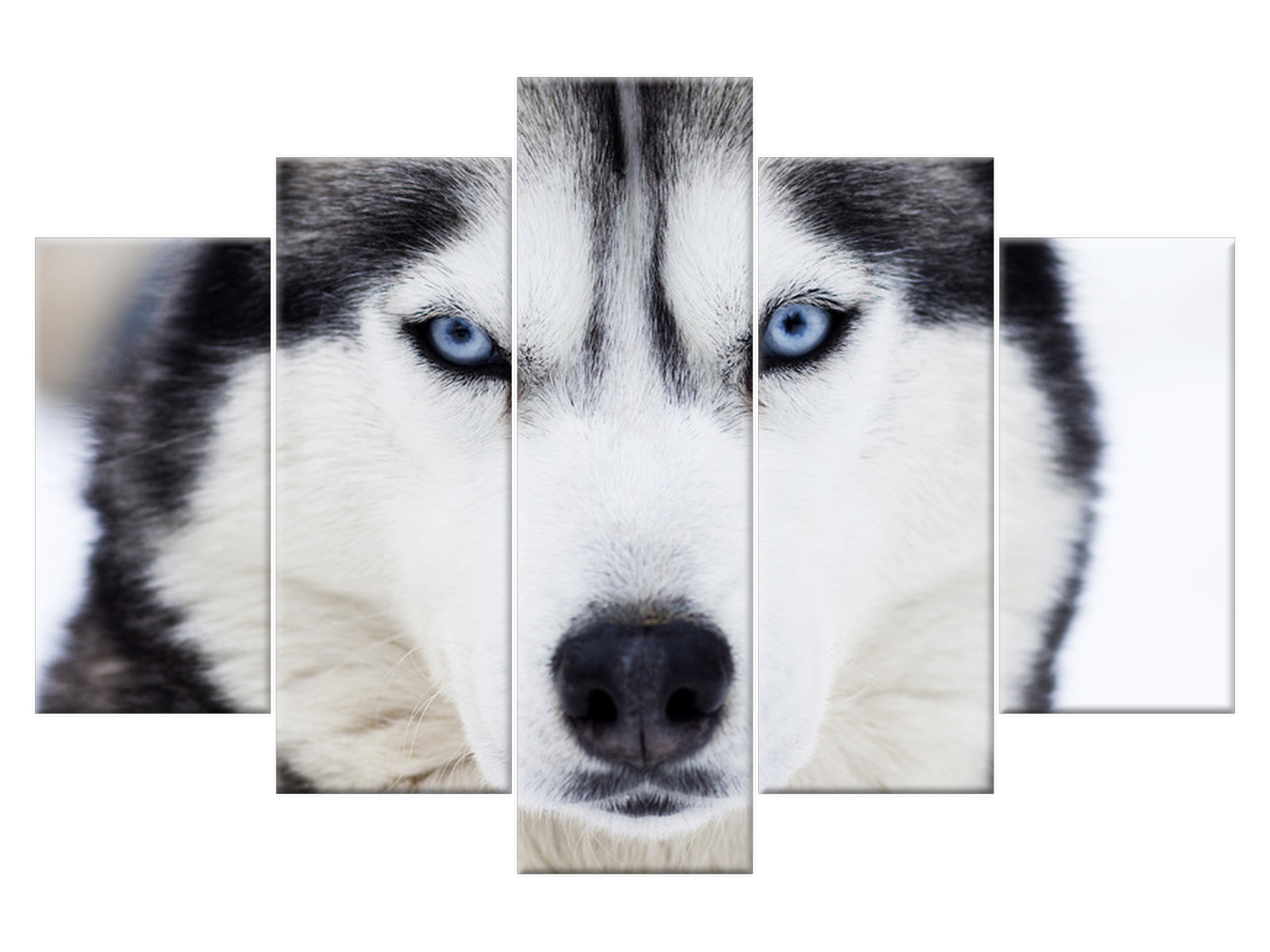 

Obraz na płótnie Husky Pies 150x100 1336A_5G