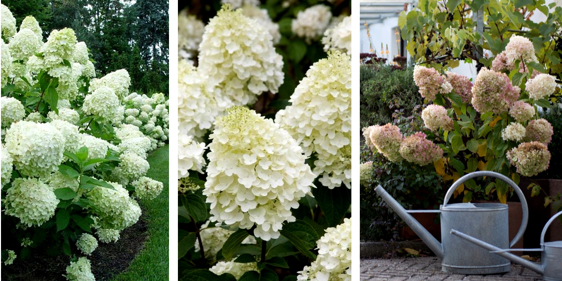 Hortensja SILVER DOLLAR dekoracyjna OBFICIE KWITNĄ Roślina w postaci sadzonka w pojemniku do 0,5l