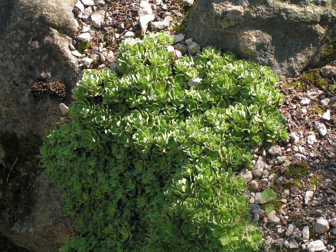 КАМНЕЛОМКА СТАФИЛОКОККОВАЯ-ПРОЧНОЕ РАСТЕНИЕ ДЛЯ КЛУМБЫ