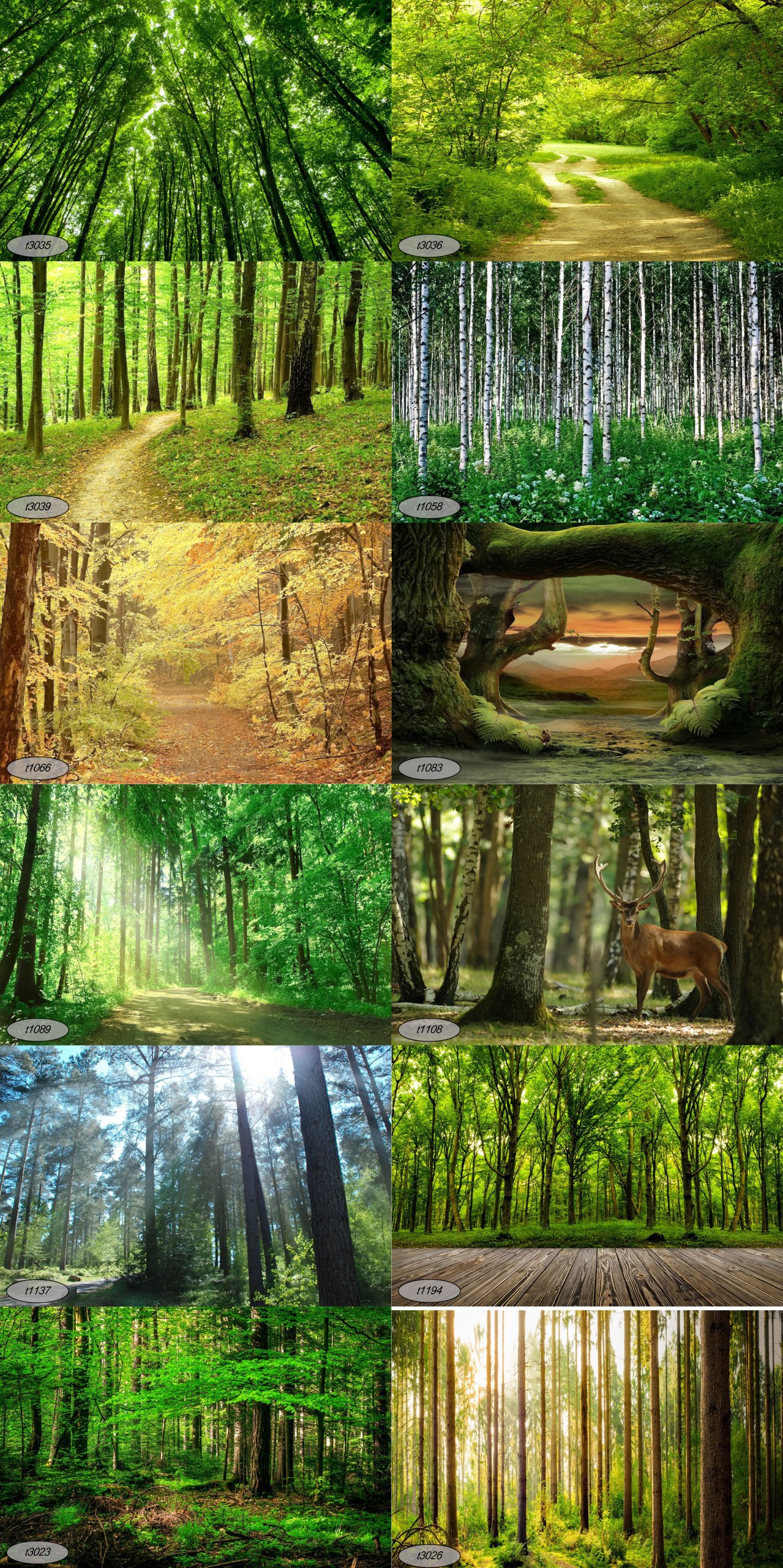 Fototapeta Papierowa Las, Drzewa Brzoza Na Wymiar Rodzaj papierowa