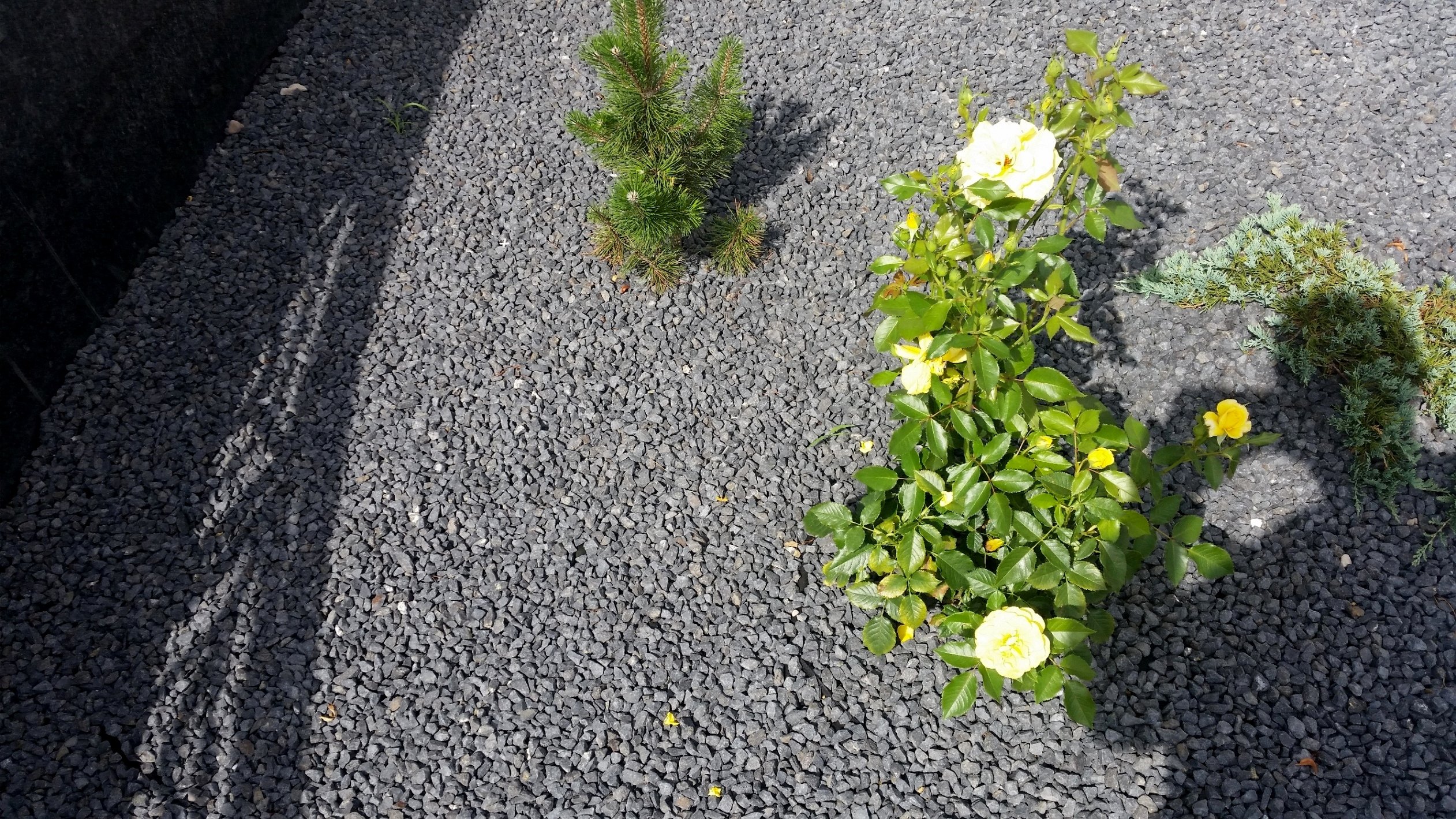 GRYS ŻWIR Bazaltowy Kamień do Ogrodu 20 kg HIT Marka Centrobruk