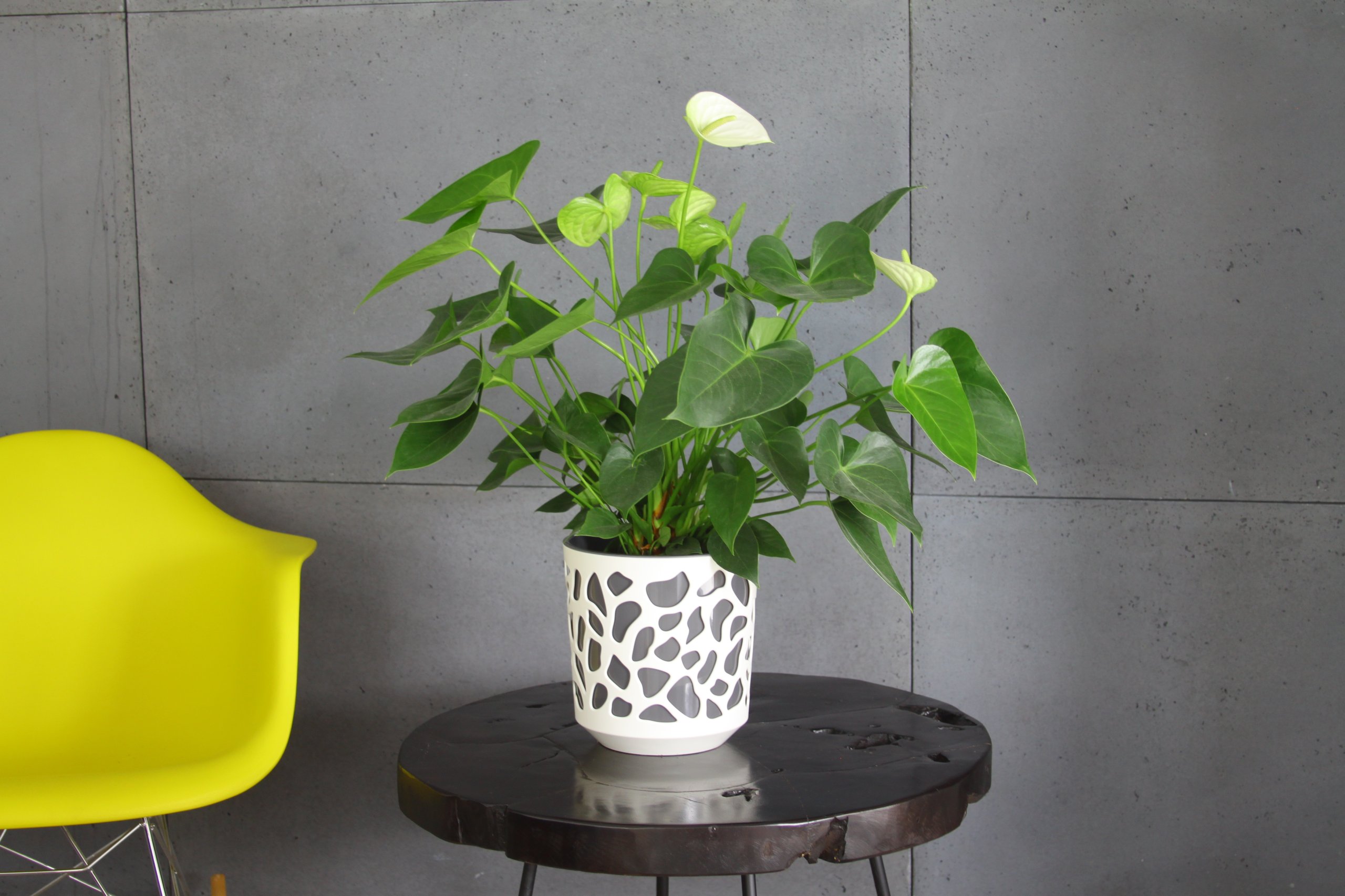 DONICZKA DUET 19,5 h20 K-Kremowy/W-Antracyt Kształt Okrągły