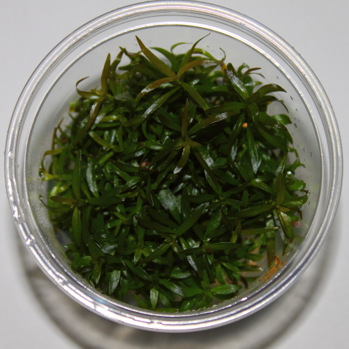 Ludwigia brevipes- In vitro- w żelu- akwa_fan
