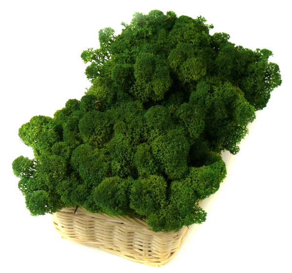 Mech ozdobny CHROBOTEK RENIFEROWY 50g Moss Green Wysokość produktu 7 cm