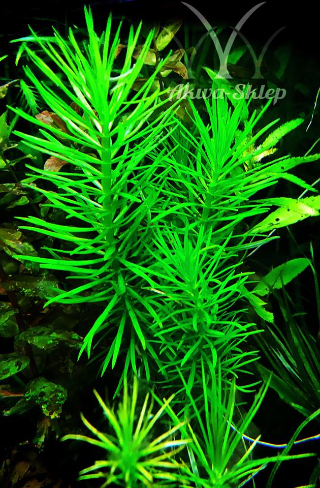 Pogestemon erectus-молодые растения, рождественская елка