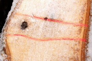 Lubryka kreda kredki kredka fluorescencyjne ZIMOWA Marka inny