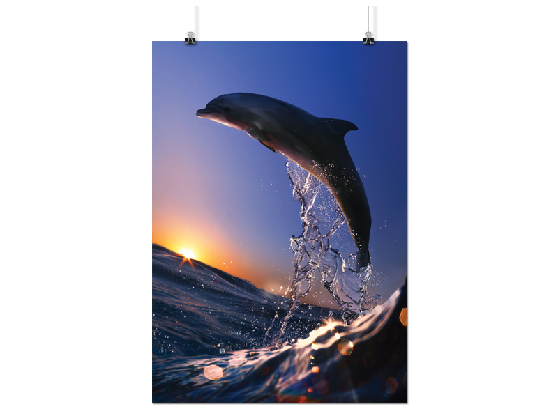 

Plakat Delfin Morze 100x130 CM 12 Wzorów Matowy