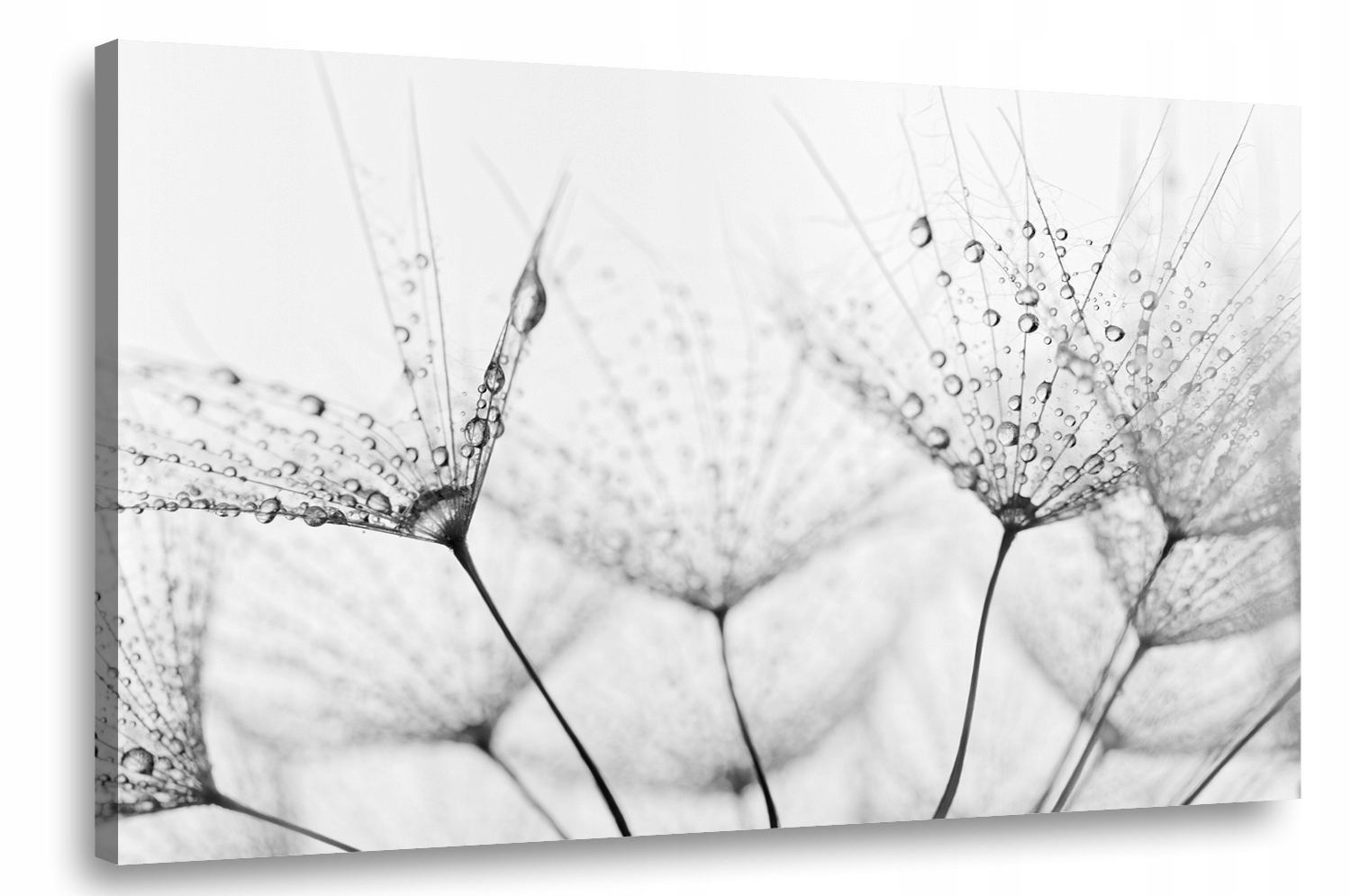 

Obraz na płótnie Dmuchawiec 3A-150x100cm