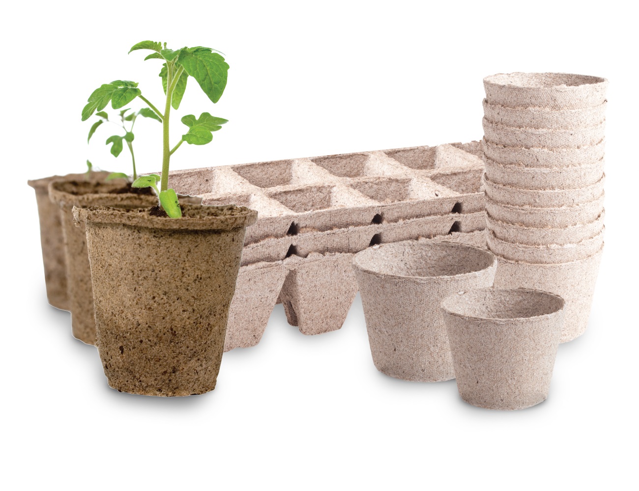 DONICZKI TORFOWE 60szt ROZSADY 6cm SADZONKI 8464 EAN (GTIN) 5901292668464