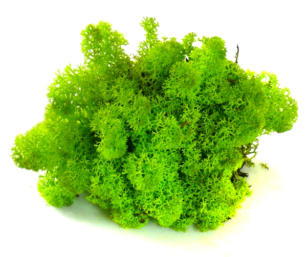 Mech CHROBOTEK RENIFEROWY 50g spring green Kod producenta MyFlowers.pl