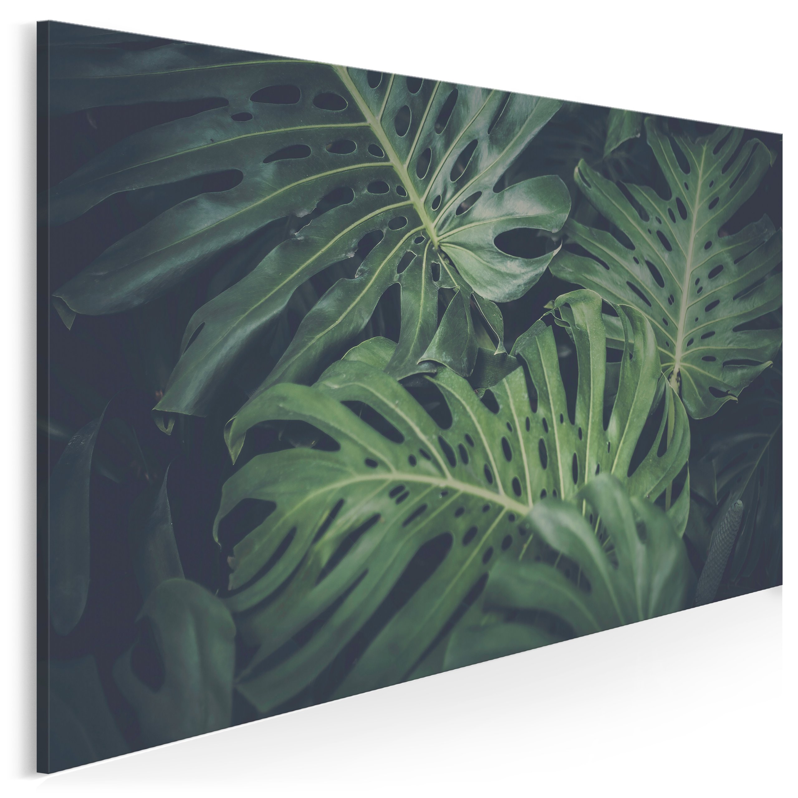 

914201 Zdjęcia na płótnie Liście Monstera Natura
