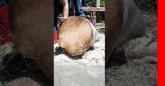 Mocne Szczęki Sprzęgło do Piły NAC CST61-50 Kod producenta PRO*4500097