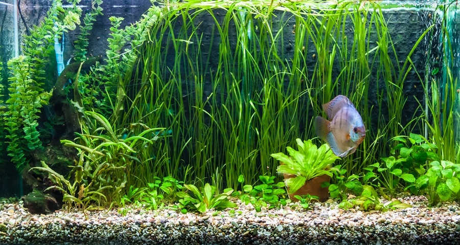 396LED LED akvarijná žiarivka LED 600 90cm IIII Počet svetelných bodov 396