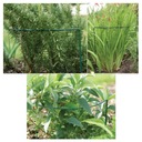 фото mini №2, Support plants fasteners to plants 70cm rose vines