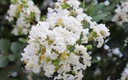 фото mini №7, Lagerstroemia indica color combination 20 seed