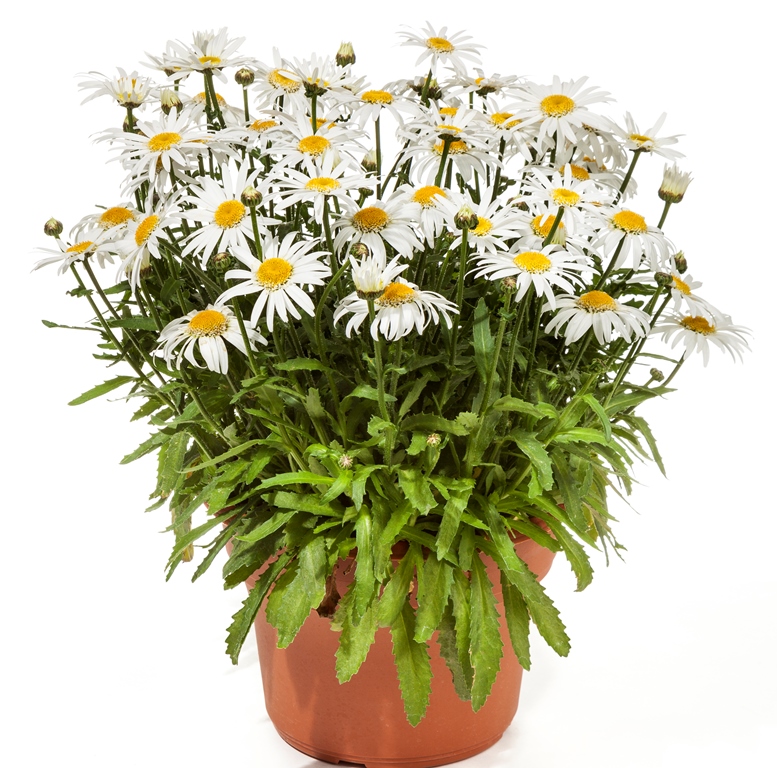CUDNE Leucanthemum angel ZŁOCIEŃ DUŻE SADZONKI