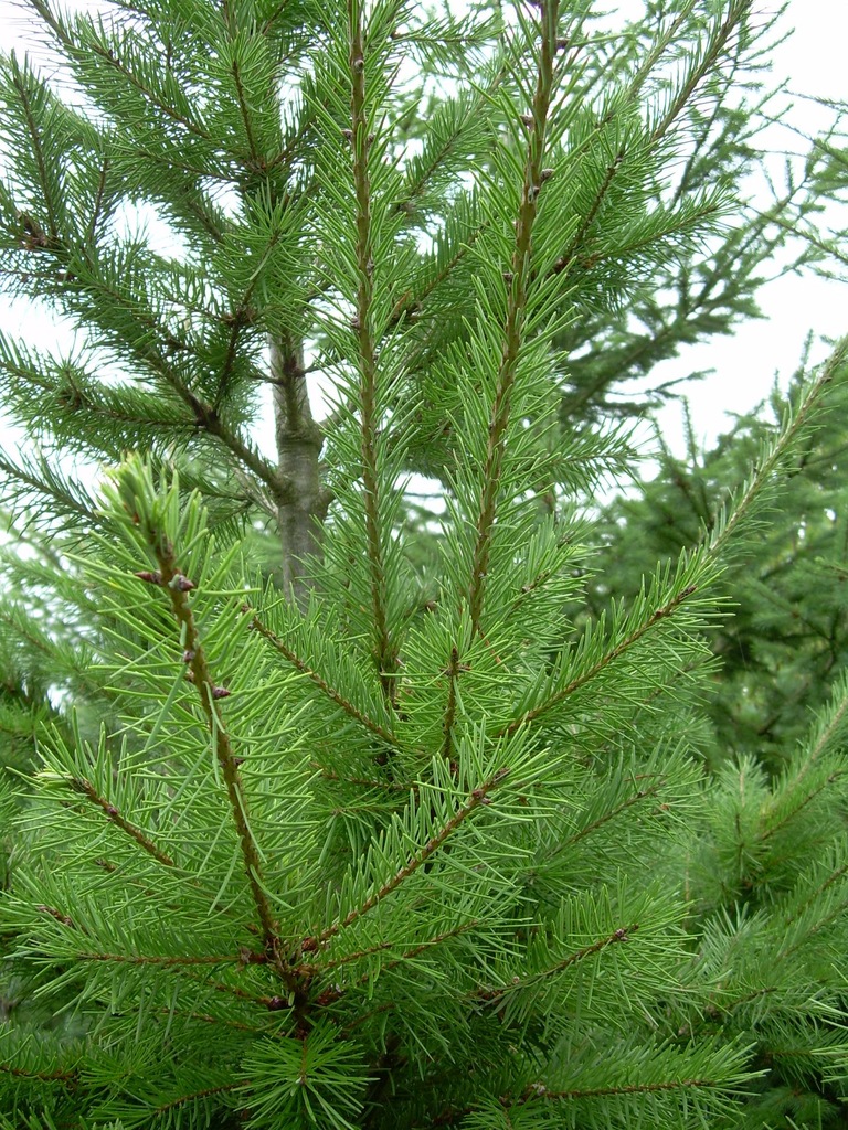 Daglezja zielona na żywopłot, choinki, ogród 60 cm