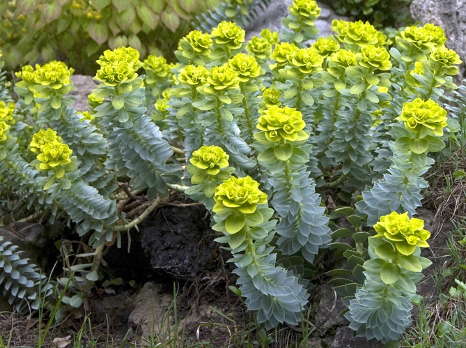 Wilczomlecz mirtowaty Euphorbia myrsinites