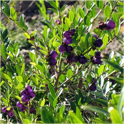 krzewy Suchodrzew chiński Lonicera pileata K101