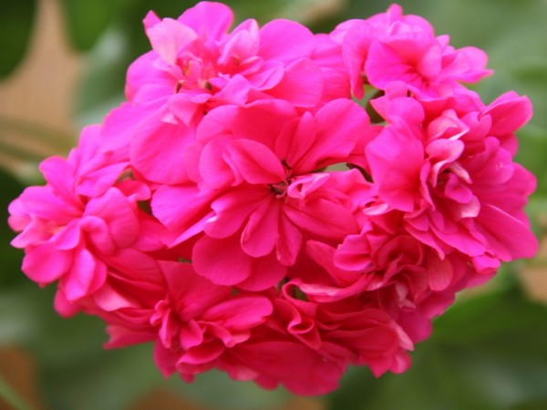 NIESAMOWITA Pelargonia Beauty of Jersey