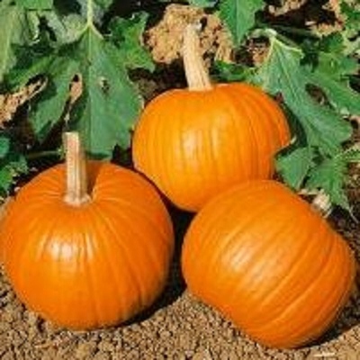 Dynia pomarańczowa halloween - dojrzałe owoce
