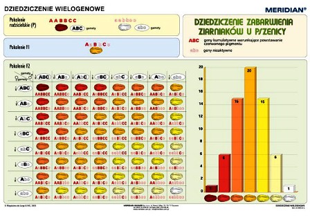 Podstawy genetyki - dziedziczenie wielogenowe