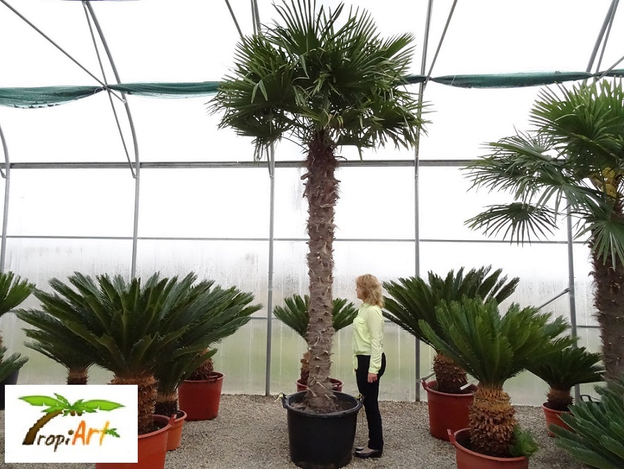 PALMA MROZOODPORNA TRACHYCARPUS FORTUNEI