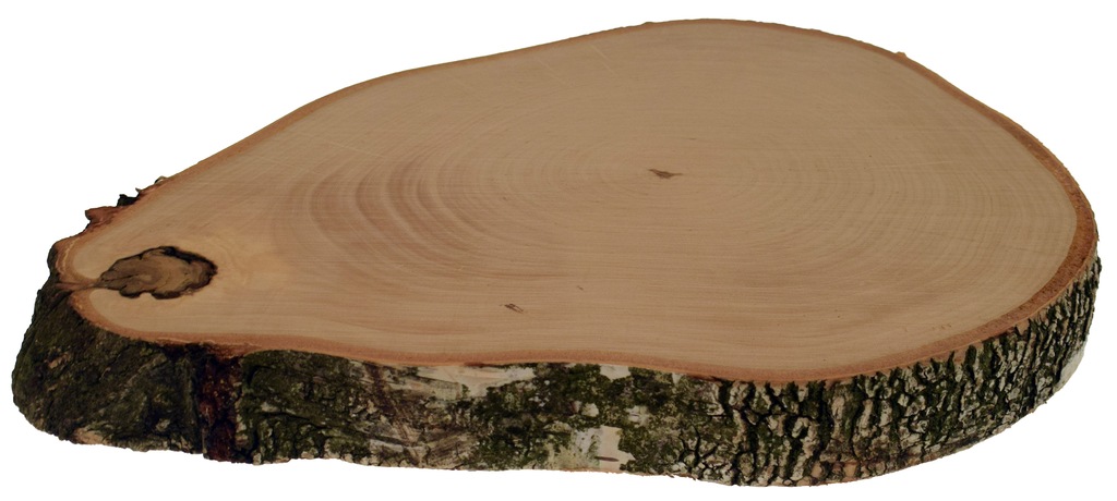 Plaster drewna, talarek drewna 27-33 cm BRZOZA HIT
