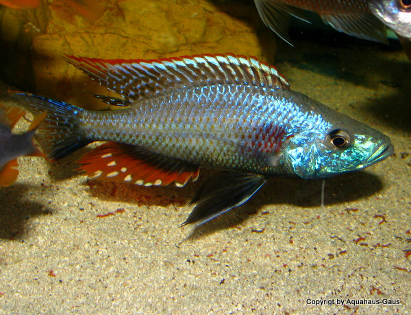 DIMIDIOCHROMIS STRIGATUS - 3-5CM.