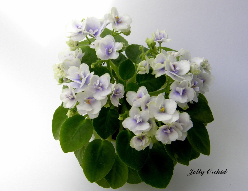 Fiołek afrykański Jolly Orchid miniatura liść