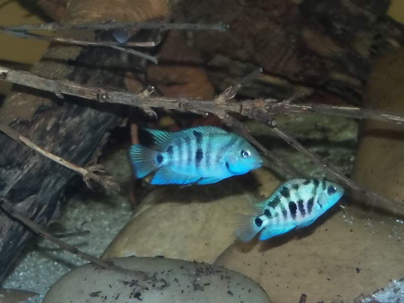 PIELĘGNICA Amatitlania sp. Honduran Red Point