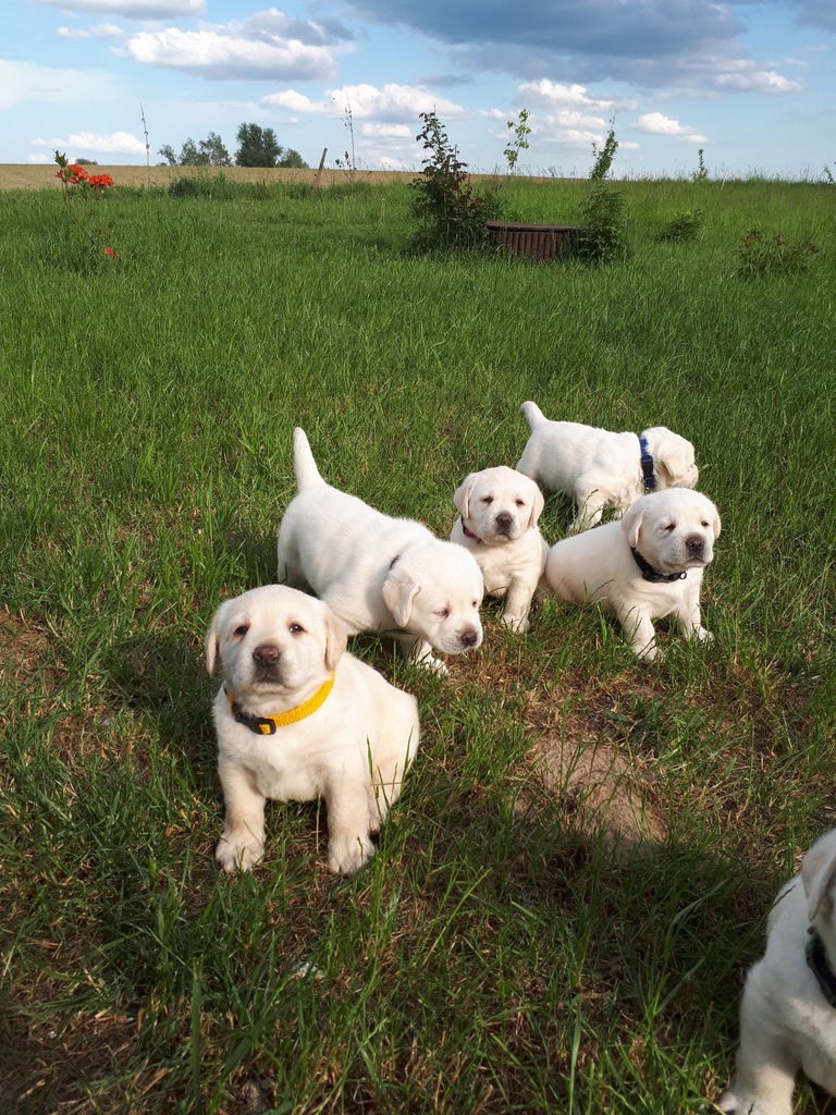 Szczenięta LABRADOR RETRIEVER FCI - ZKwP
