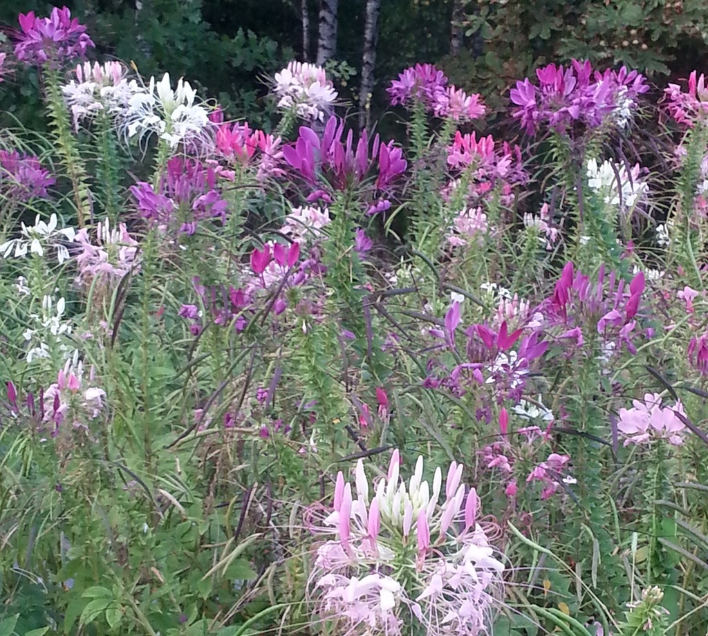 SZPILKI KLEOPATRY KLEOMA CLEOME SPINOSA KOLORY TĘC