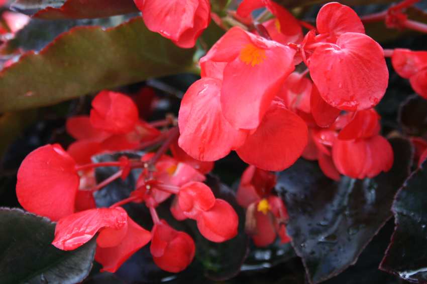 Begonia Big typu dragon ciemne liście na słońce182