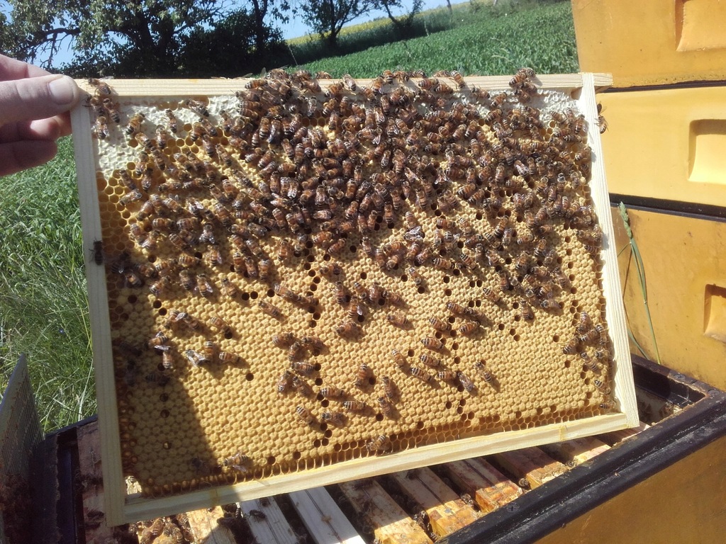 Odkłady pszczele 6R wielkopolskie, mocne pszczoły
