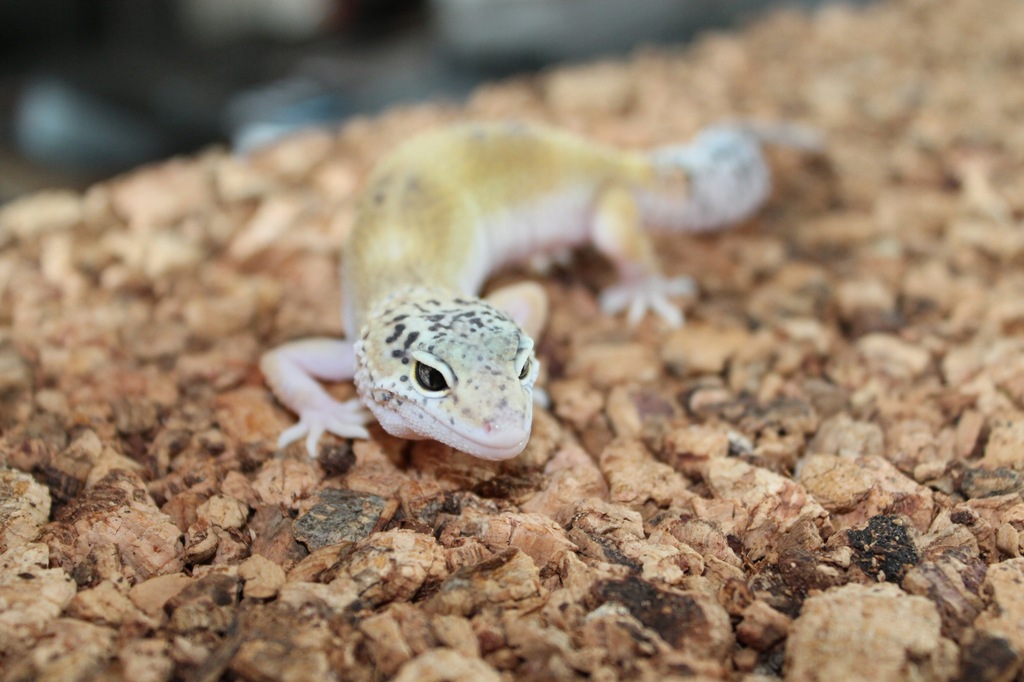 Gekon lamparci HYPO SNAKE EYES samica