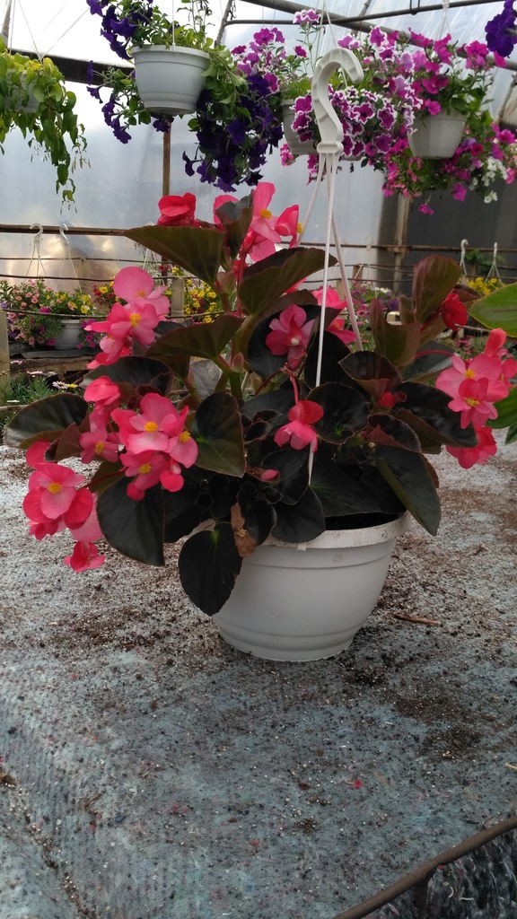Begonia smocza Dragon różowa duże donice
