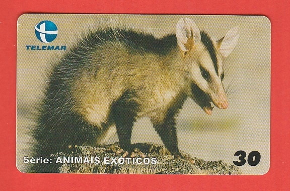 BRAZYLIA fauna opos dydelf czarnouchy