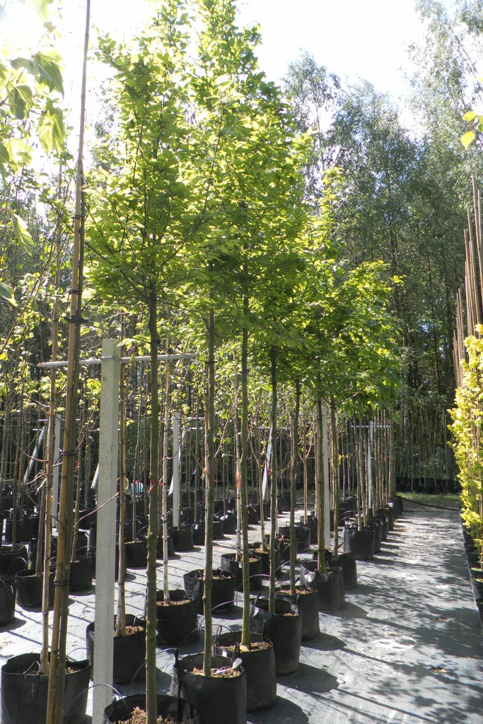 GRAB POSPOLITY (CARPINUS BETULUS) Pa 200cm