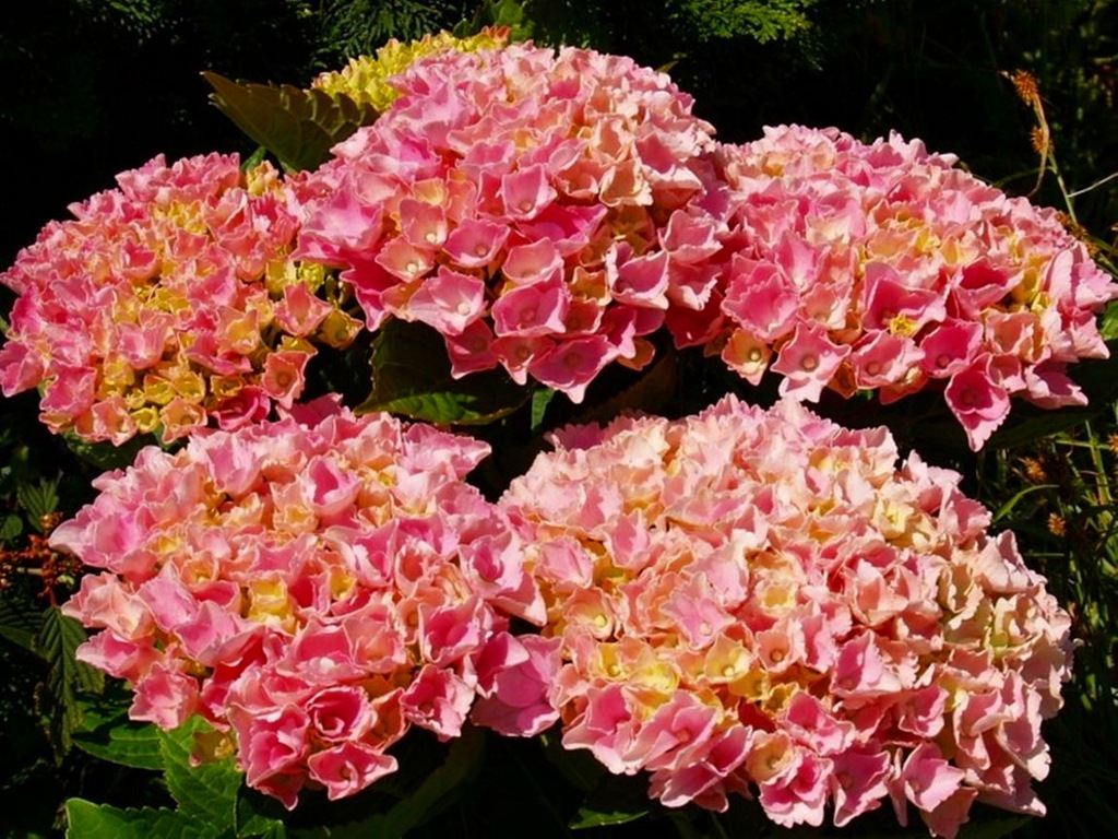 HYDRANGEA MACROPHYLLA 'XIAN' HORTENSJA OGRODOWA