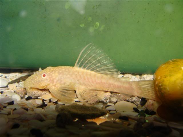 ZBROJNIK ALBINO biały albinos glonojad - EKH