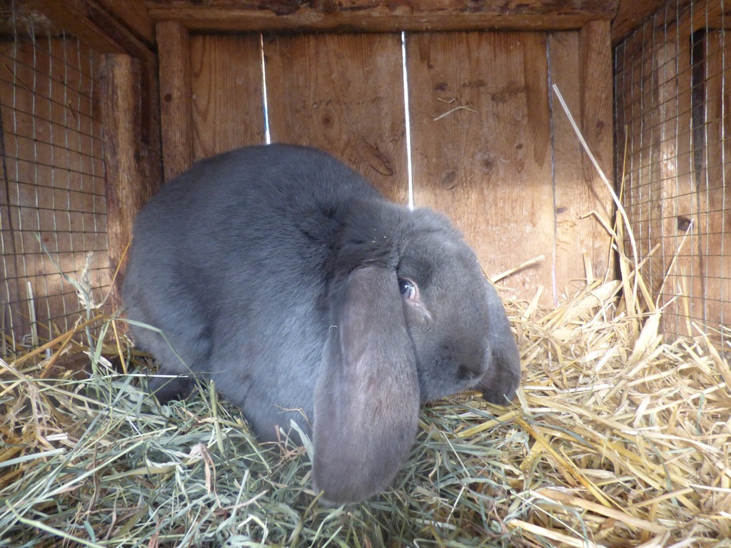 Kroliki Barany francuskie