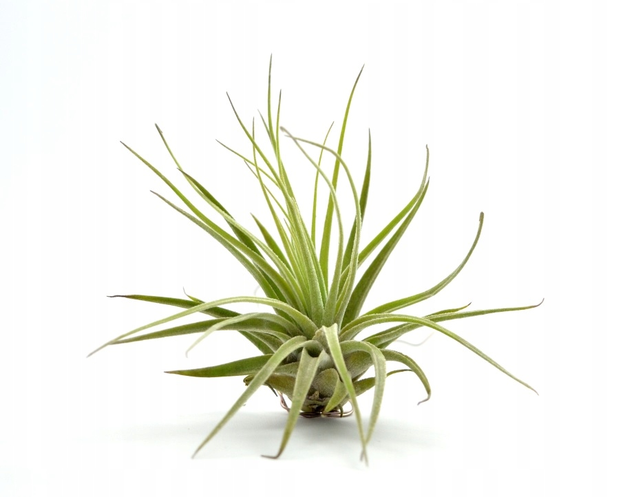 TILLANDSIA OAXACANA, AIRPLANT, oplątwa L~11 cm