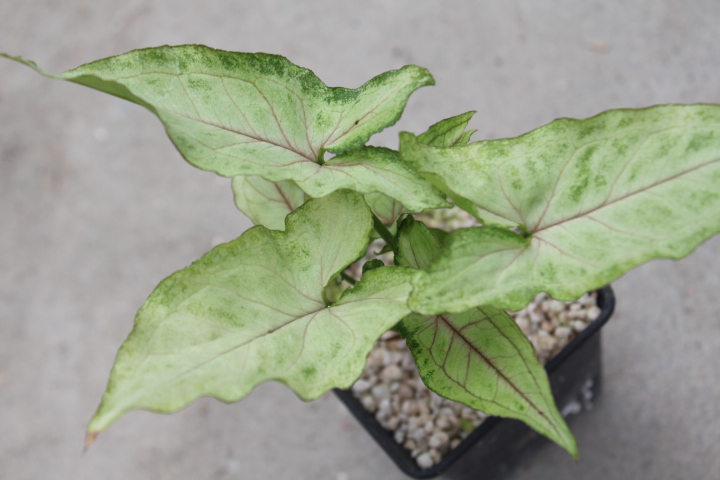Syngonium Laila -Rarytas