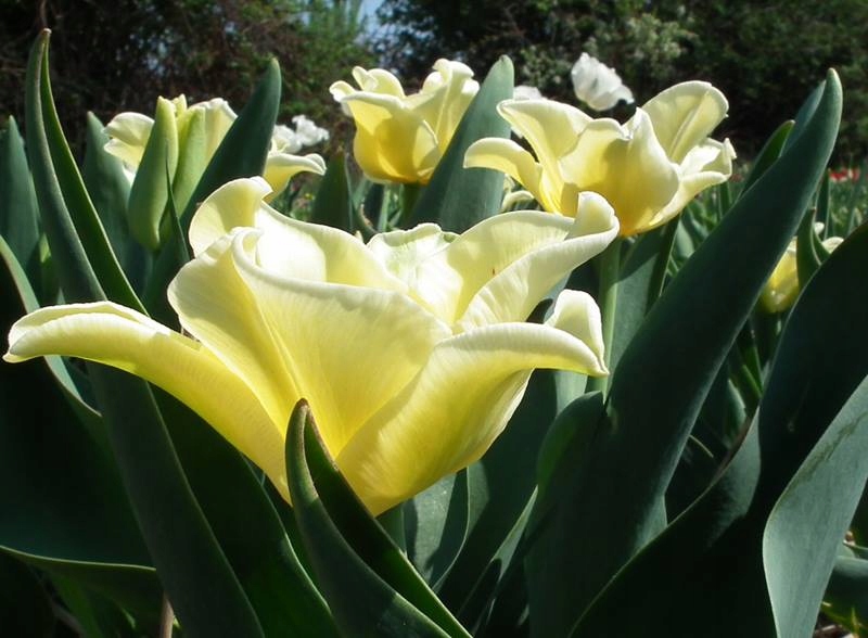 TULIPAN YELLOW CROWN ŻÓŁTY WIOSENNY CEBULKI 10 szt