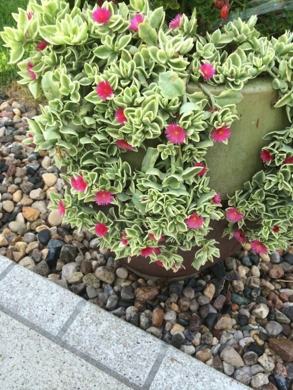 Aptenia cordifolia variegata ,sadzonki .