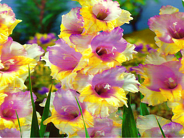 GLADIOLUS MIECZYK MON AMOUR 5 szt