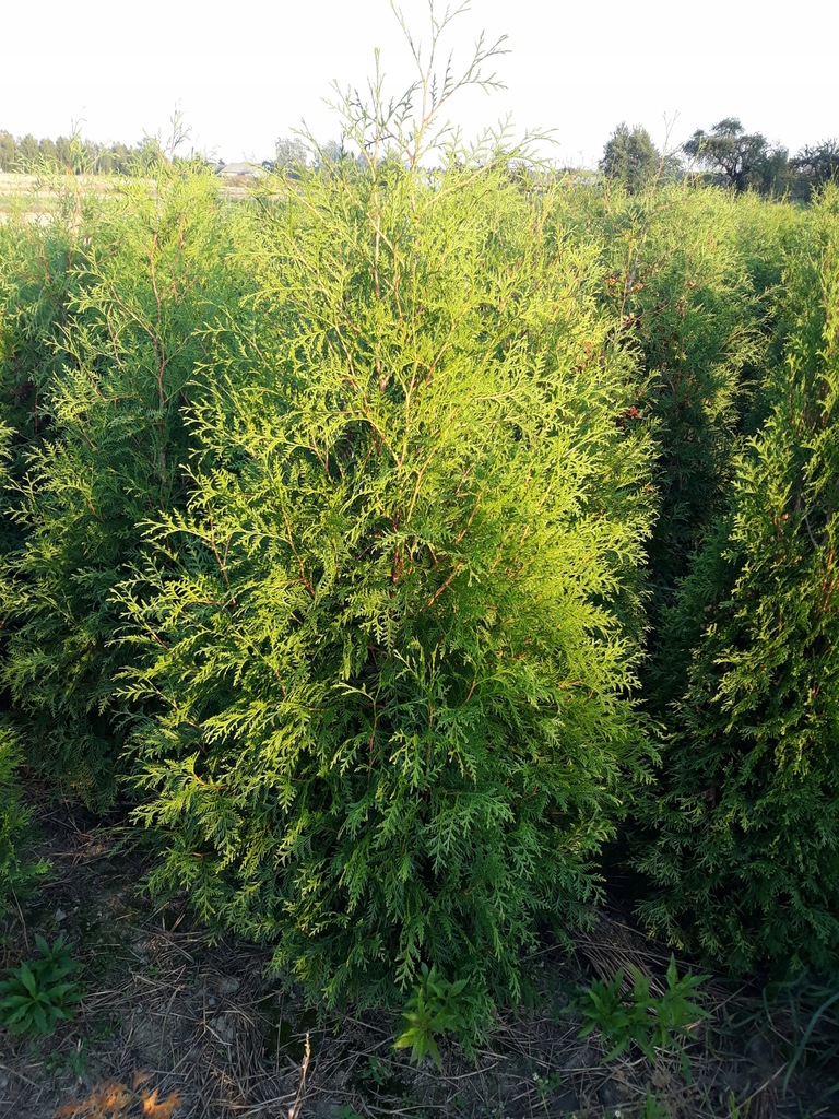 Tuja thuja tuje Brabant 140-150cm SZEROKIE